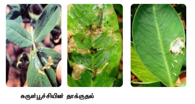 புதுக்கோட்டை