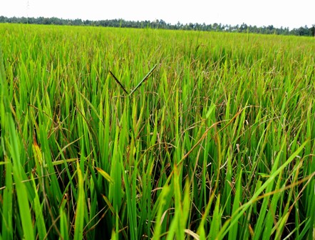 புதுக்கோட்டை