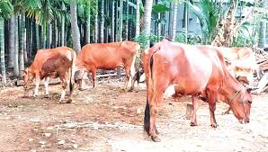 புதுக்கோட்டை