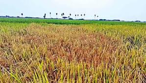 புதுக்கோட்டை